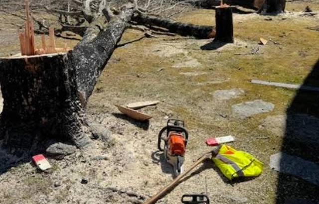 Safe and Reliable Tree Removal in Cave Spring, VA