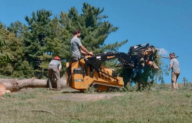 Daleville Tree Removal Specialists