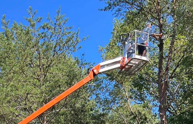 Precision Tree Trimming & Pruning in Boones Mill, VA