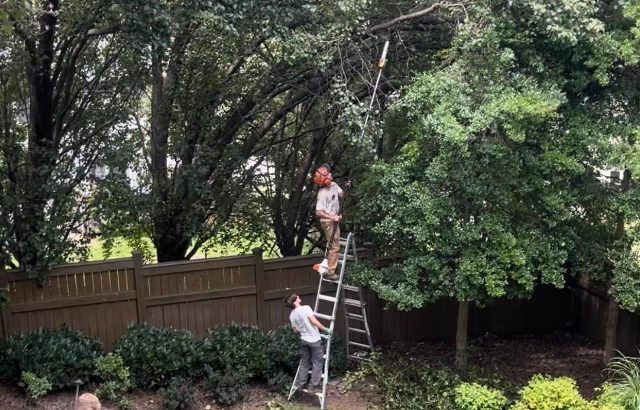 Precision Tree Trimming & Pruning in Hollins, VA