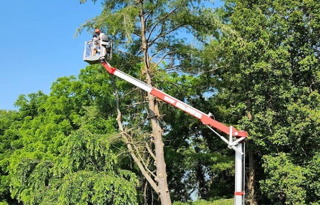 Precision Tree Trimming & Pruning in Vinton, VA