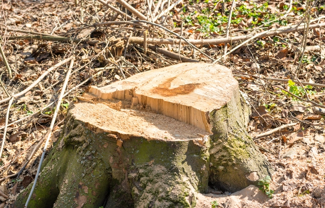 Thorough Stump Grinding Solutions in Salem, VA