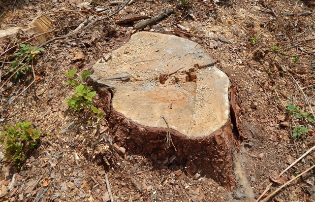 Complete Stump Grinding Services in Daleville, VA