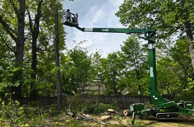 Tree Trimming & Pruning